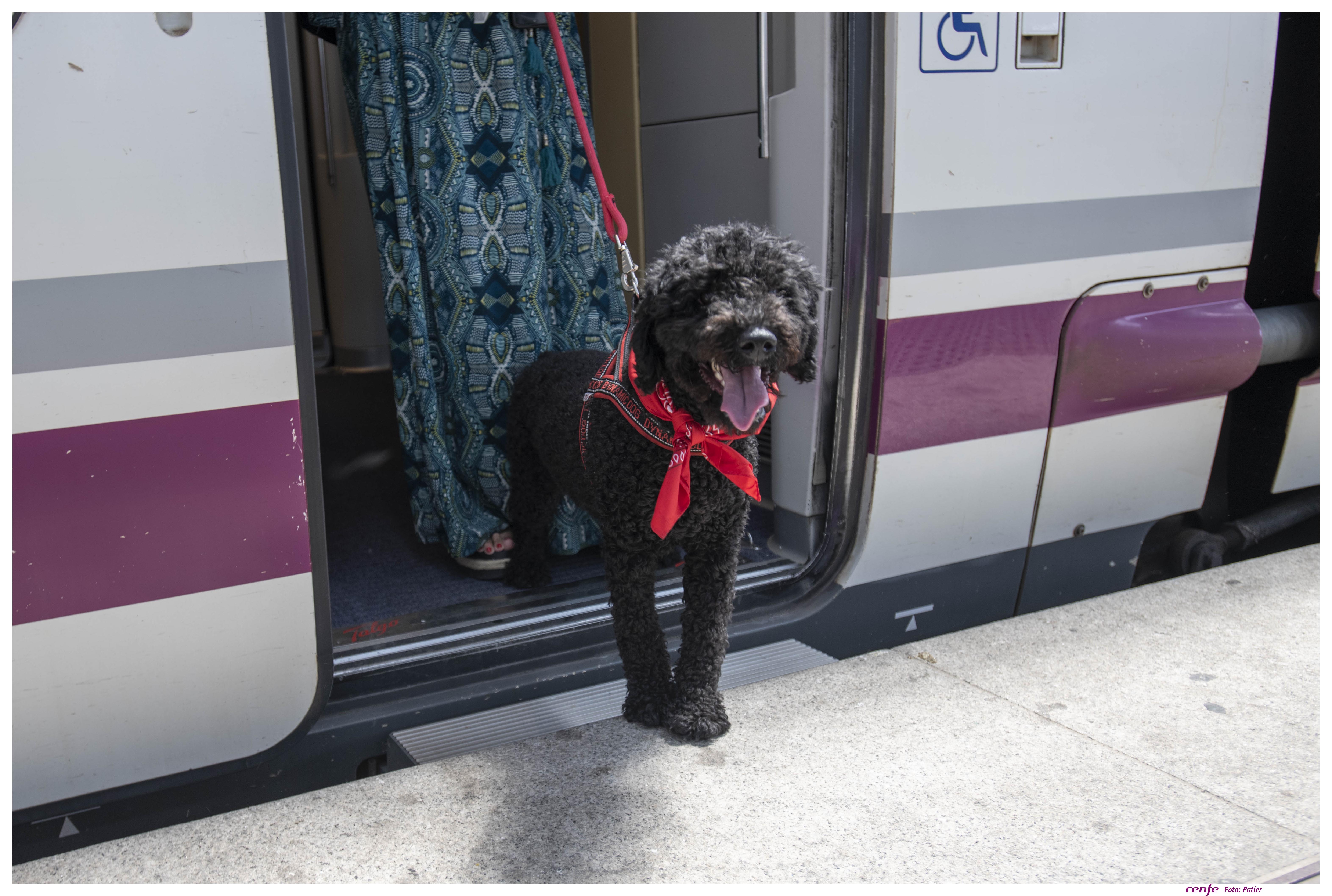 PERRO TREN